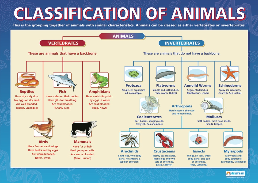 Classification Of Living Things Poster Project Year 3 Wcc Nws